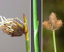 Image result for Fuirena pubescens