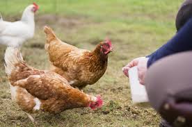 4 Tips for Choosing the Right Poultry Grit for Your Birds to Maximize Egg Production