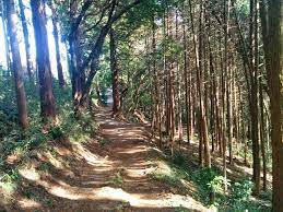 Hiking Near Tokyo - Koburi Pass | Tokyo Cheapo