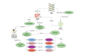 As you will soon see, the model predicts how the dna sequence can code for proteins, and how the molecule can be replicated. Life Science Concept Map Dna Structure And Replication Concept Map Concept Map Nursing Conceptual Learning