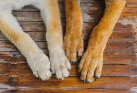 Check spelling or type a new query. Treating Nail Bed Infections In Dogs Patchpuppy Com
