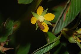 Image result for Ludwigia erecta