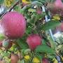 Profile Picture of Moelker Orchards closing after 115 years - WZZM 13 (@wzzm13.com) on Google