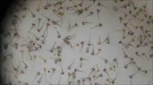 D'ailleurs le coup de l'huile a la surface c'était aussi dans le but d'empêcher les émergence. Larves De Moustique En Train D Eclore Par Andre Lequet Youtube