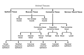 Animal tissue is classified into four types that are epithelial tissue, muscular animal tissue : Explain The Classification Of Animal Tissue With The Help Of Flow Charts Class 9 Brainly In
