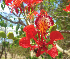 Image result for Triainolepis africana