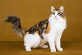 Calico Kittens: Everything You Need To Know | The Dog People By Rover.Com