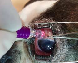 Congenital glaucoma is only seen in puppies 3 to 6 to read more from family dog, click here. The Future Of Canine Glaucoma Therapy Komaromy 2019 Veterinary Ophthalmology Wiley Online Library