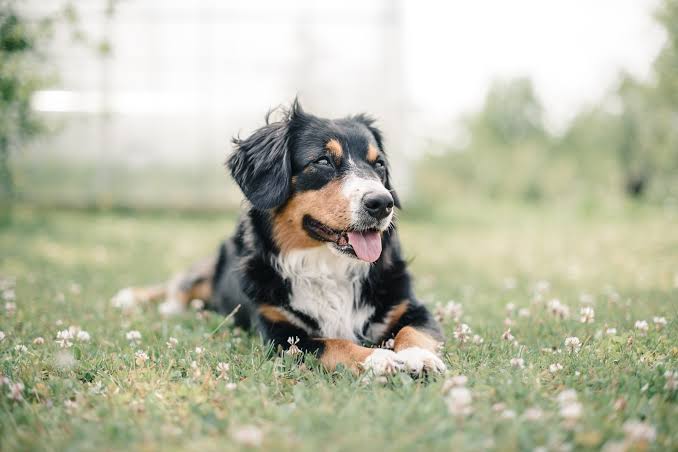 Location & Hours | Contact Us | Galloway Veterinary Wellness