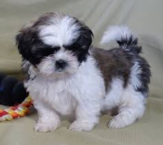 Henry Shih Tzu Puppy Puppyspot Shih Tzu Puppy Shih Tzu Dog Shih Tzu Grooming