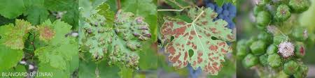 Image result for Colomerus vitis