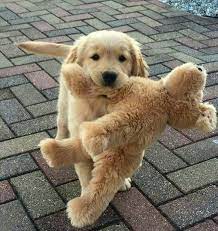 Pin Em Goldenretriever