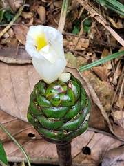 Image result for Dinophora spenneroides