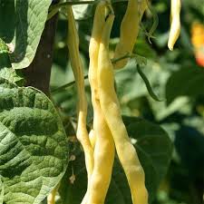 Potager 7 Legumes Faciles A Semer En Debut D Ete Planter Des Haricots Semer Haricots Verts Haricot A Rame