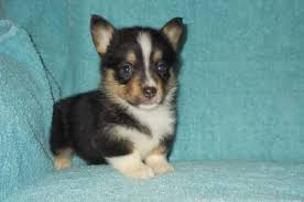 See more of all about puppies in tampa florida on facebook. Pembroke Welsh Corgi Puppies For Sale Tampa Fl 79312
