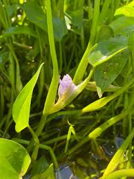 Image result for Monochoria