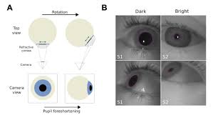 Image result for Pupil