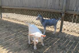 Things to do near animal farm petting zoo. Farms To Visit Animals On Long Island