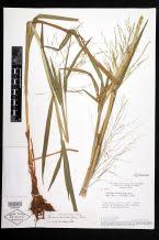 Image result for Eriochrysis pallida