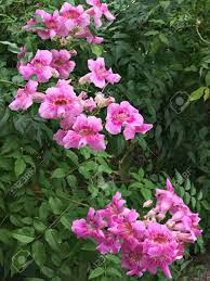 Check spelling or type a new query. Pink Trumpet Vine Or Port St John S Creeper Or Podranea Ricasoliana Or Campsis Radicans Or Trumpet Creeper Or Cow Itch Vine Or Hummingbird Vine Flowers Stock Photo Picture And Royalty Free Image Image