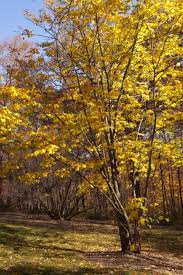 The american yellowwood can put on one of the most spectacular flowering displays of any tree species. The American Yellowwood Tree Hgtv