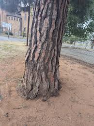 Image result for Inhambanella henriquesii