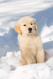 Golden Retriever Pup In Snow Holland Massachusetts Usa Photograph By Lynn M Stone Naturepl Com