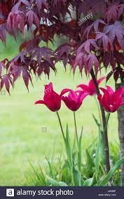 Download This Stock Image Tulipa Lily Flowered Tulip Flowers Underneath And Acer Tree In An English Garden Uk J4 Tulips Flowers Lily Flower English Garden