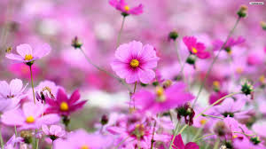 Beautiful cute wallpaper hd flowers. Best Flowers Wallpapers Hd Group 78