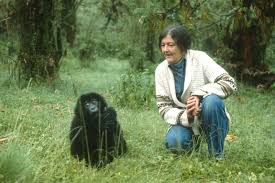 Gorillas in the Mist | book by Fossey | Britannica