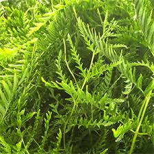 Image result for Pteris dentata