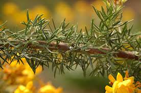 Image result for Adenocarpus