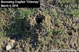 Owens reminds us that we are forever shaped by the children we once were, and that we are all subject to the beautiful and violent secrets that nature. Burrowing Crayfish Rise Bygl