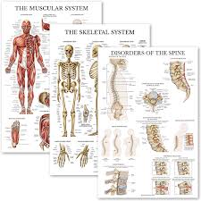 You can get the best discount of up to 76% off. Buy 3 Pack Muscular System Skeletal System Disorders Of The Spine Anatomy Poster Set Set Of 2 Anatomical Charts Laminated 18 X 27 Online In Turkey B08fm2l4t1