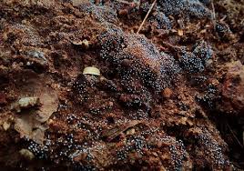 Aiims director dr randeep guleria confirmed the news. What Is Black Fungus And Why Is It Surging In India