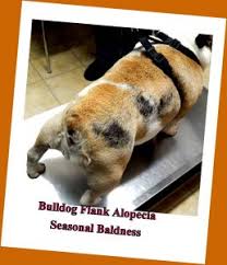 Reduce shedding of your bulldog through brushing but make sure that you are using the best puppy brush for bulldogs. Bulldog Flank Alopecia Seasonal Baldness And Skin Darkening