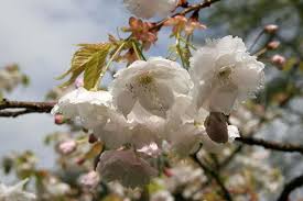 Identify the white flowering tree by the climate where it's growing. Cherry Trees Perfect For Small Gardens Rhs Gardening