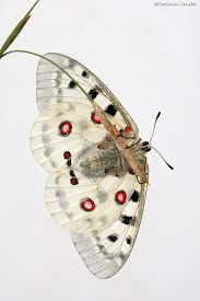Image result for Parnassius apollo