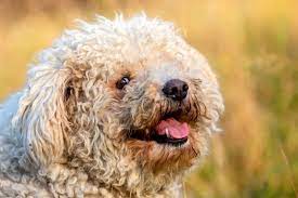 The curly haired dog breeds are few in number, but you'll recognize them. 17 Dog Breeds With Curly Hair Curly Canines