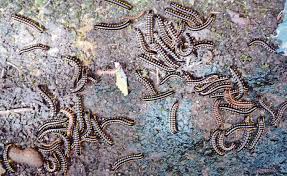 Hlovate de 4 buah bku lg tak bce, novel english byk lg xhbis bce. Penang Kini Serangan Ulat Gonggok Butterworth Ribuan Facebook