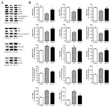 0 job openings in pb hospitality group. Biomolecules Free Full Text Ginseng Gintonin Attenuates Lead Induced Rat Cerebellar Impairments During Gestation And Lactation Html