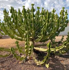 Image result for Euphorbia cooperi