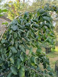 Image result for Grewia avellana