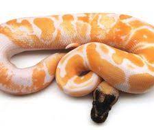 Albino Pied High Contrast Paradox Ball Python Pythons For Sale Ball Python Python
