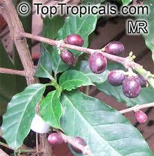 Image result for Coffea canephora