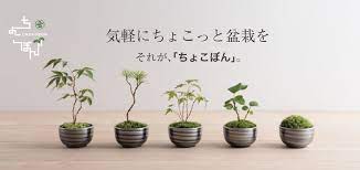 羲 若 t 荀 ゃ 純 鴬 ミニ盆栽 豆盆栽 小さなガーデニング