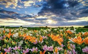 Liliomok Nyar Field Wallpaper Sky And Clouds Cloud Wallpaper