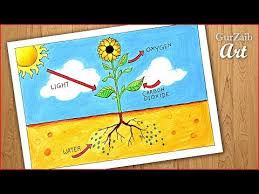 Check spelling or type a new query. How To Draw Photosynthesis Process Of Plants Diagram Drawing Easy Labeled Science Project Youtube In 2021 Easy Drawings Photosynthesis Art Drawings Simple