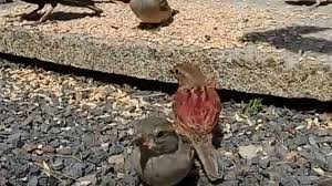 1,000+ vectors, stock photos & psd files. Pink Sparrow Surprises With Garden Visit Bbc News
