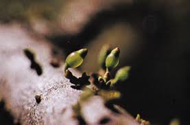 Image result for Viscaceae